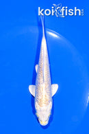 5.25" GINRIN HARIWAKE