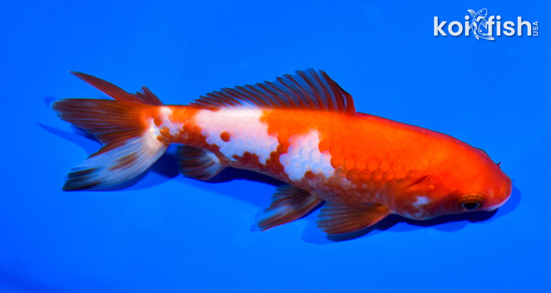 5.25" WAKIN GOLDFISH