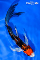 6" HEISEI NISHIKI BUTTERFLY