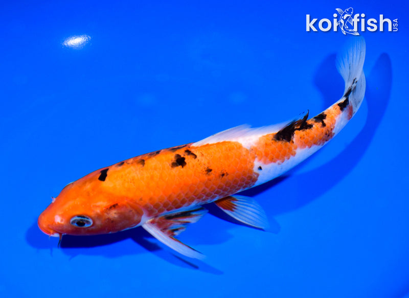 7.75" SANKE