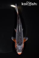 6.5" ASAGI