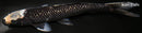 10.5" GINRIN HAGESHIRO