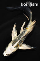 4.5" ARAGOKE KIN KIKOKURYU BUTTERFLY