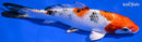 6.75" YAMATO NISHIKI