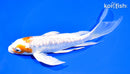 7.75" KIKUSUI BUTTERFLY