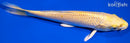 7.25" YAMABUKI OGON