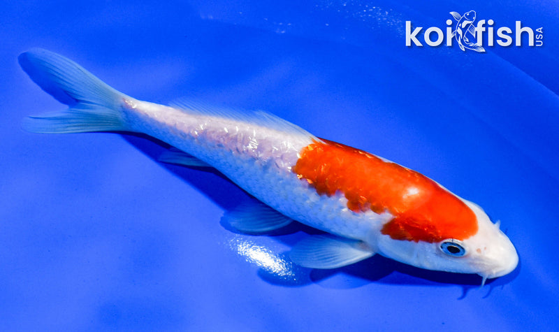 5.5" GINRIN KOHAKU