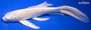 9.25" LEMON HARIWAKE BUTTERFLY
