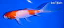 5.75" KOHAKU BUTTERFLY