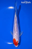 7.5" GINRIN TANCHO KOHAKU
