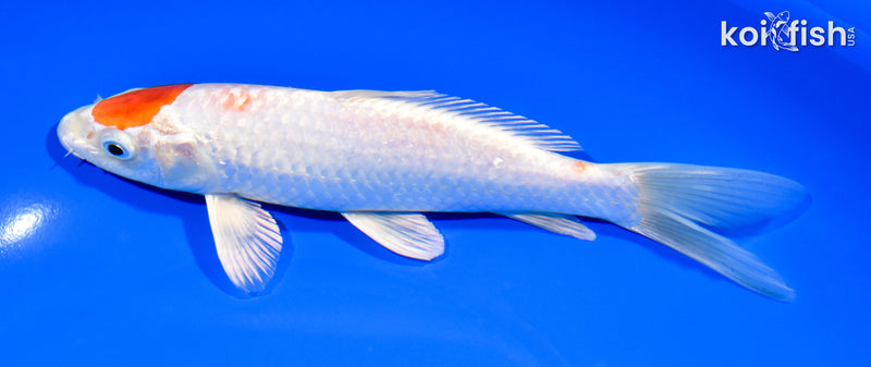 7.75" HARIWAKE