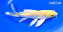 6.75" YAMABUKI OGON BUTTERFLY