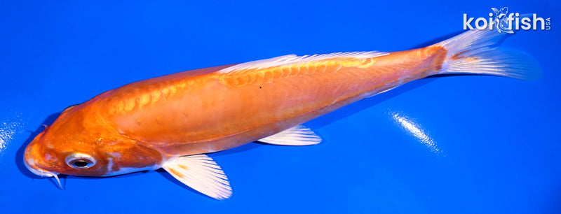 7" KIKUSUI