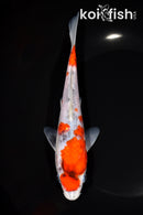 7.5" GOSHIKI