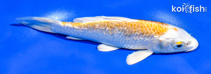 6" GINRIN HARIWAKE