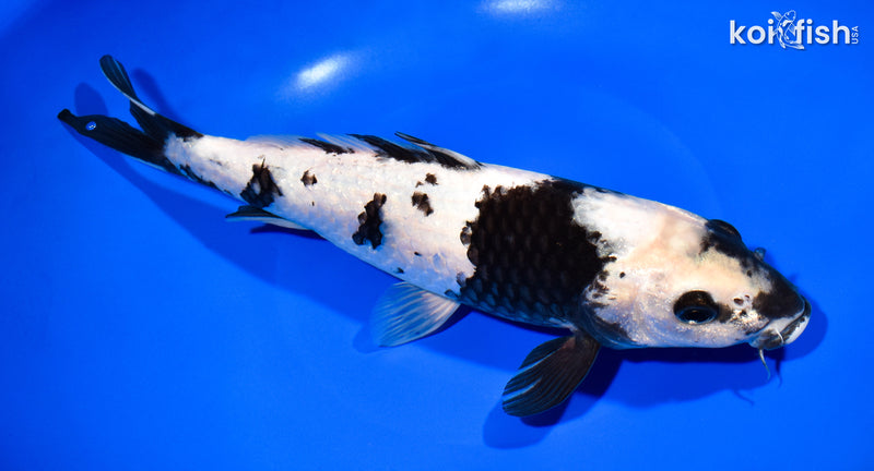 11.25" SHIRO UTSURI