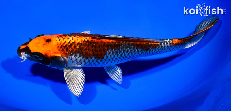 8.5" BENI GINGA