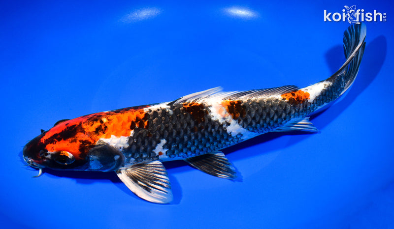 12" KIN SHOWA