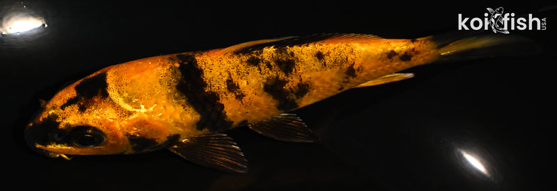 5.25" HI UTSURI