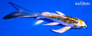 5.75" ARAGOKE KIN KIKOKURYU BUTTERFLY