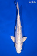 9.5" DOITSU PLATINUM OGON