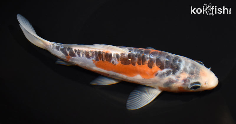 7.75" HI SHUSUI