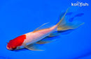 7" SARASA WATONAI GOLDFISH