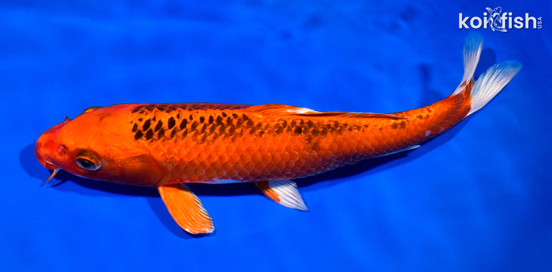 10.75" ORENJI MATSUBA