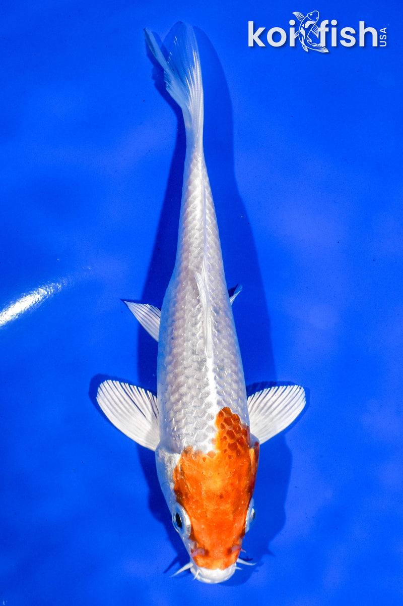 6" HARIWAKE