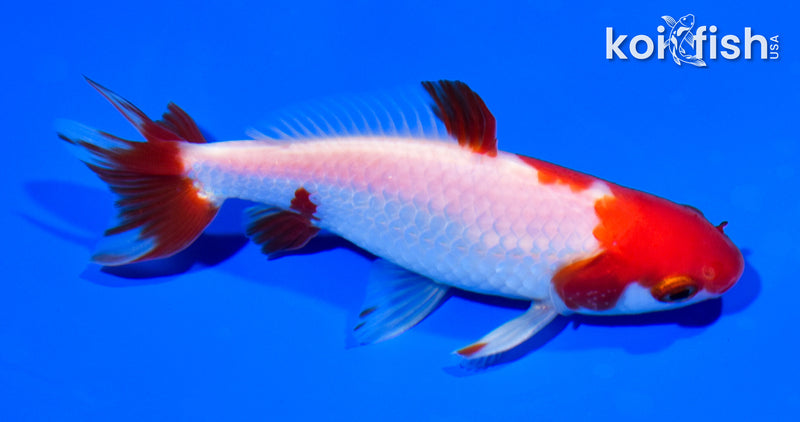 5" SARASA WAKIN GOLDFISH