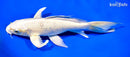 8.75" CREAMY OGON BUTTERFLY