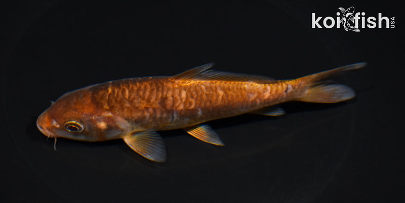 5.5" ARAGOKE OCHIBA SHIGURE