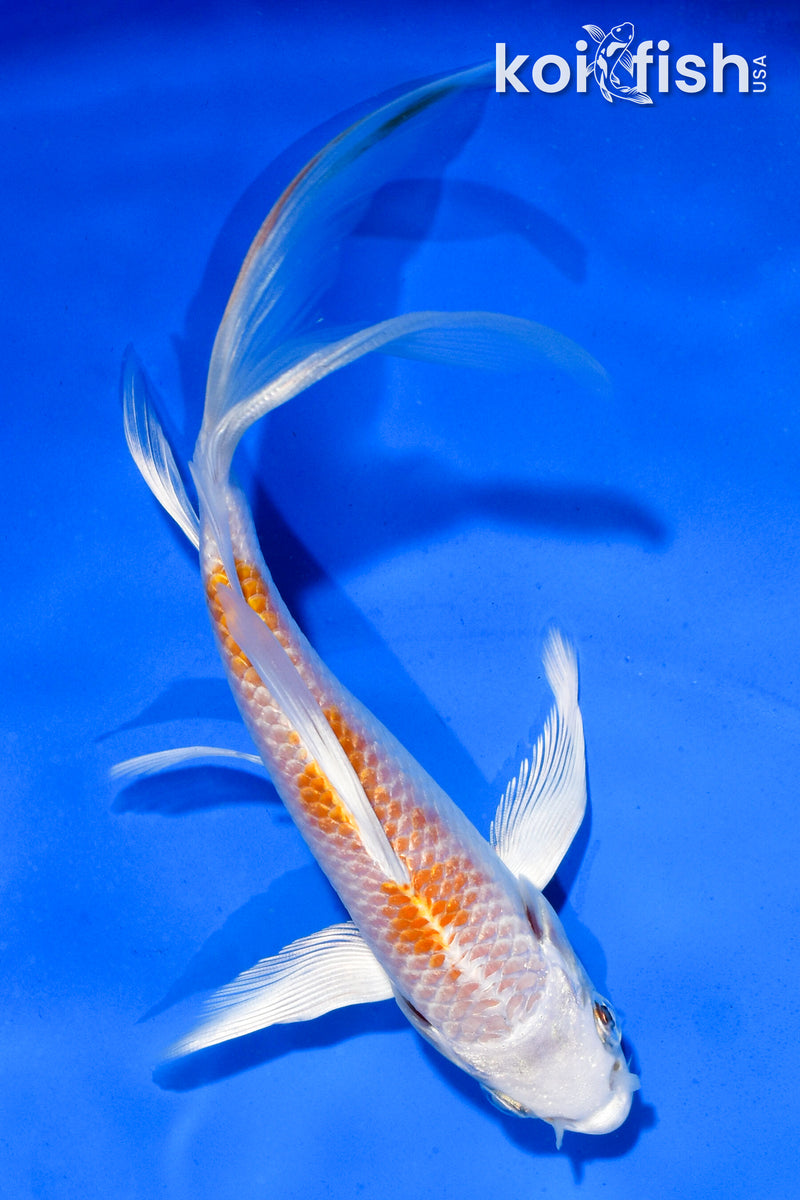 5.5" HARIWAKE BUTTERFLY