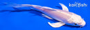 4" PLATINUM OGON BUTTERFLY
