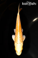 6.5" YAMABUKI OGON