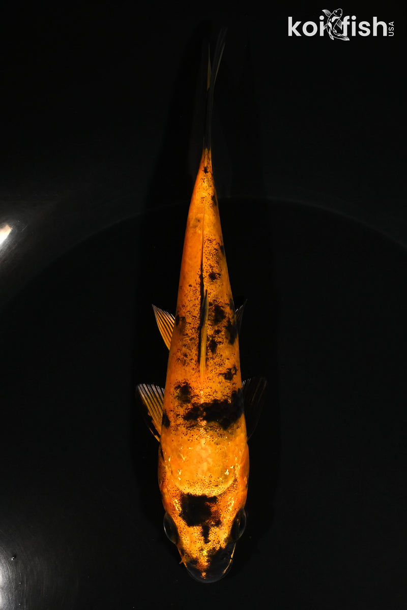 5.25" HI UTSURI