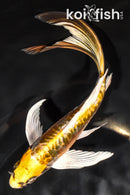 7.75" KIN KIKOKURYU BUTTERFLY