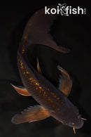 9.5" GINRIN CHAGOI BUTTERFLY