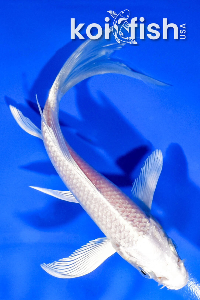 5.5" PLATINUM OGON BUTTERFLY