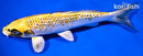 7.75" GINRIN KUJAKU