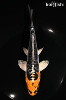 7.25" BENI KIKOKURYU