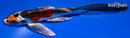 7.25" BENI GINGA BUTTERFLY