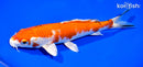 8.5" YAMATO NISHIKI