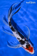 10" SANKE BUTTERFLY