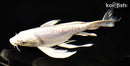 9.75" DOITSU PLATINUM OGON BUTTERFLY