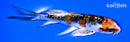 4.75" YAMATO NISHIKI BUTTERFLY