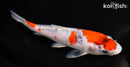 7.5" GOSHIKI