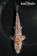 5.75" GINRIN METALLIC OCHIBA SHIGURE