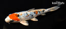 6.25" ARAGOKE HEISEI NISHIKI