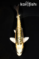 6.5" ARAGOKE KIN KIKOKURYU